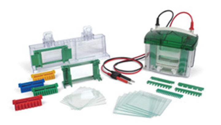 垂直电泳槽(4块凝胶, 0.75mm, 10孔, 伯乐原装)